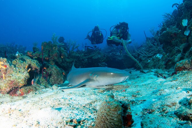 2-Tank Scuba Boat Trip in World-Class Sites @ Copamarina - Key highlights to know before you go