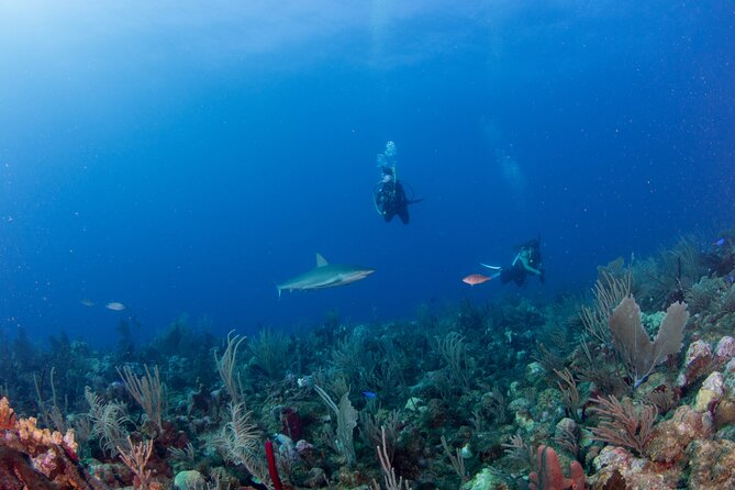 2-Tank Scuba Boat Trip in World-Class Sites @ Copamarina - Who this scuba trip suits best (and who should skip it)