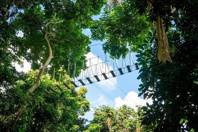 Adventure Trail Tour in the foothills of the National Rainforest - Rappelling in a Guided Course: Controlled Descent With Safety Checks