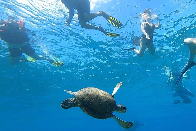 Aguadilla Tropical Snorkeling - Key Points Before You Go