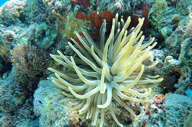 Aguadilla Tropical Snorkeling - Your Two-Hour Flow: From Beach Briefing to Reef Time
