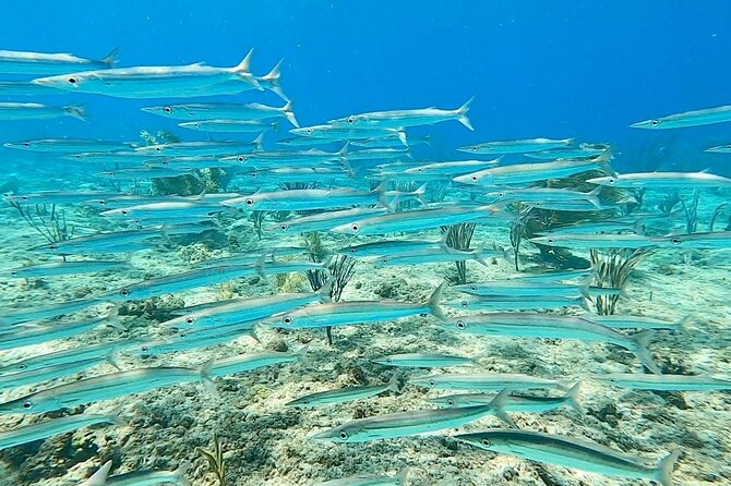 Aguadilla Tropical Snorkeling - What You’re Likely to See: Coral, Fish, and Sea Turtles