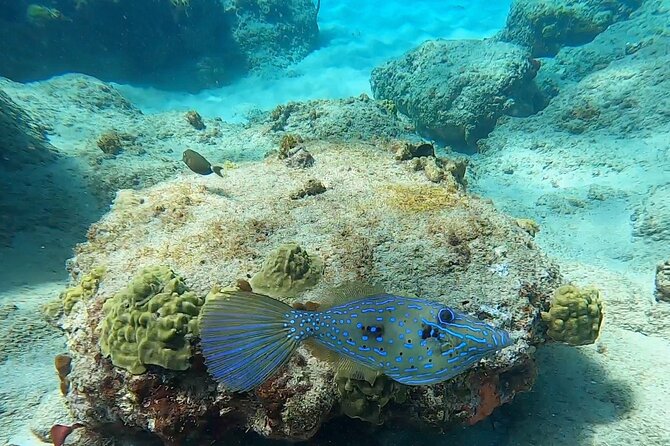 Aguadilla Tropical Snorkeling - Price and Value: Is $98 for Two Hours Fair?