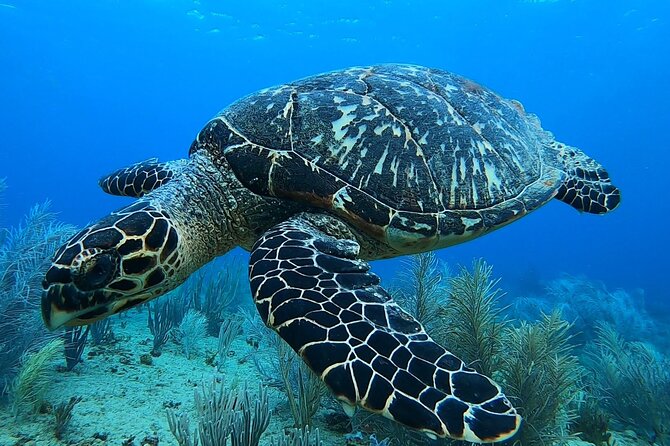 Aguadilla Tropical Snorkeling - Logistics That Matter: Meeting Point, No Boat, and Start Time