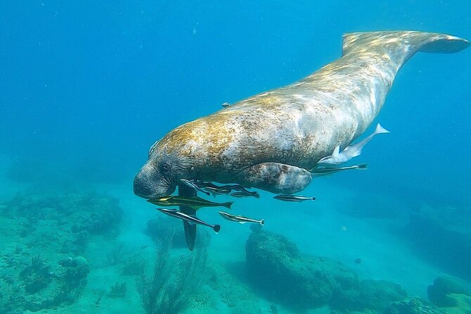 Aguadilla Tropical Snorkeling - Who Should Book This, and Who Might Feel Off