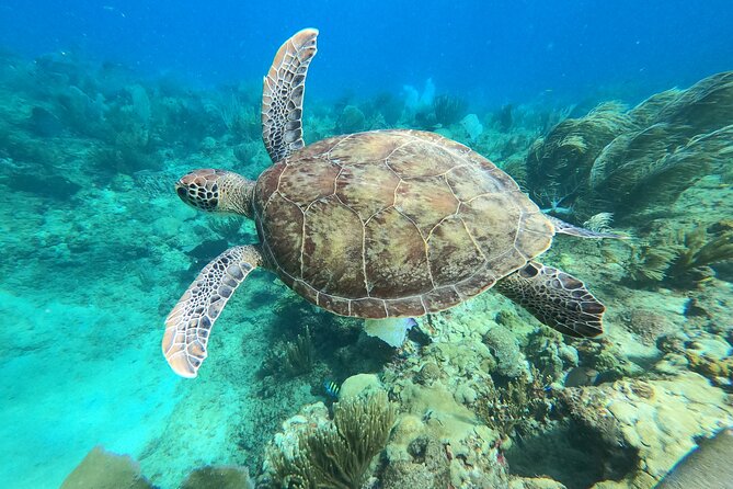 Aguadilla Tropical Snorkeling - Gear and Flotation: What’s Included, and Why It Helps