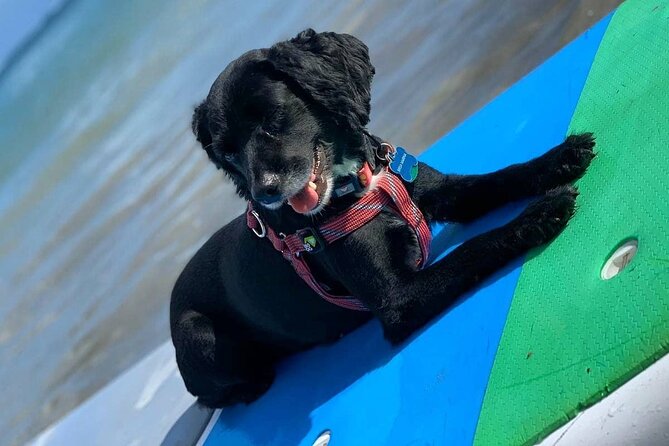 All-Day Paddleboard Rental – Fajardo, Puerto Rico - What to Bring So Your Day Stays Easy