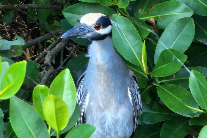 Backwater Wildlife and Boat Tour - What I Like Most (and What to Watch For)