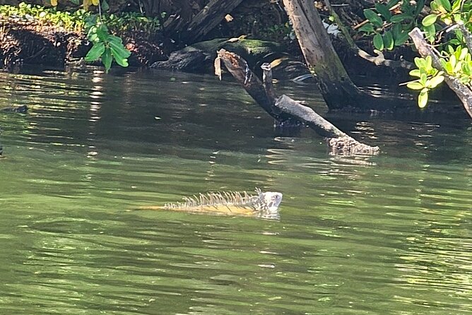 Backwater Wildlife and Boat Tour - What You Get On Board: Included Gear and Drinks That Matter