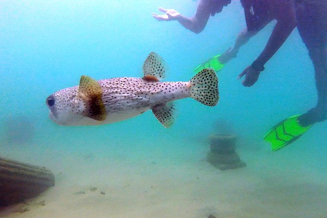 Beginner Scuba Diving with Turtles and Videos, San Juan - First Steps Into Scuba at Balneario del Escambrón