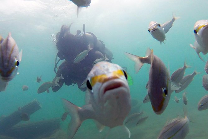 Beginner Scuba Diving with Turtles and Videos, San Juan - Training flow: check-in, gear fit, practice, then open water