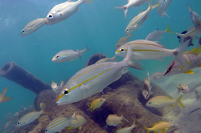 Beginner Scuba Diving with Turtles and Videos, San Juan - Instructor presence and safety that stays real