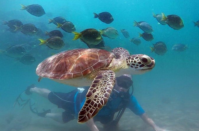 Beginner Scuba Diving with Turtles and Videos, San Juan - Gear, no-fuss comfort, and a key equipment rule