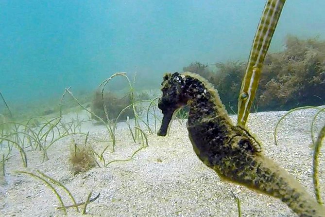 Beginner Scuba Diving with Turtles and Videos, San Juan - Timing, group size, and why it affects your experience