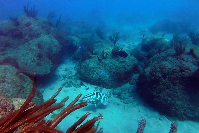 Beginner Scuba Diving with Turtles and Videos, San Juan - Shore-entry instead of a boat trip