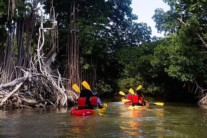 Bio Bay Night Kayak Tour in Fajardo - The Laguna Grande talk, turning the scenery into understanding