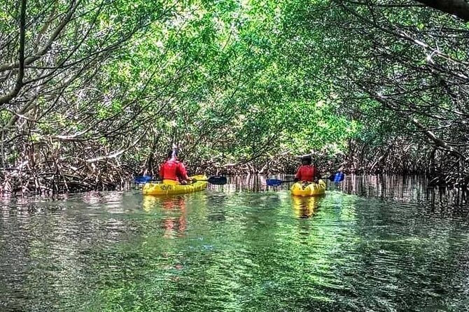 Bio Bay Night Kayak Tour in Fajardo - Bioluminescent bay moment, how to get the best glow without stressing