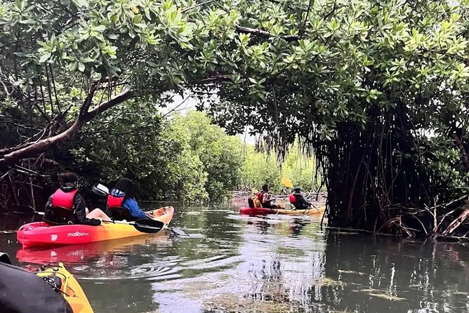 Bioluminescent Bay Kayak Tour in Fajardo Puerto Rico - El Yunque National Forest from the water: why the distance matters