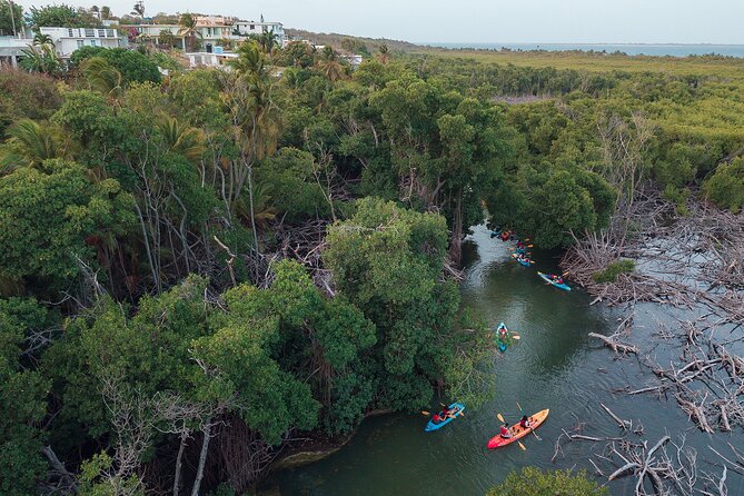 Bioluminescent Bay Night Kayaking Adventure in Puerto Rico - Group Size, Congestion, and How to Get the Most Peace From the Dark