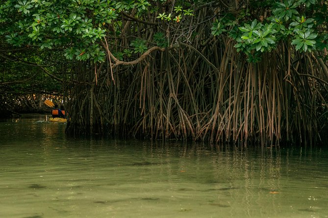 Bioluminescent Bay Night Kayaking, Fajardo - Comfort and safety details that actually affect your experience