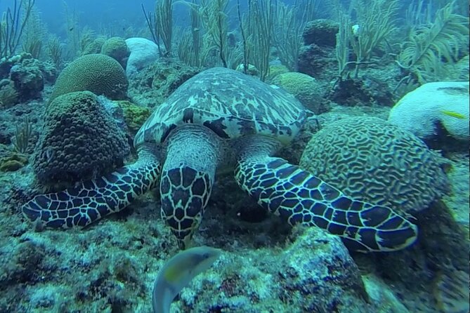 Boat Snorkeling and beach day to the Fajardo islands - Marine Life Odds, Plus How to Increase Your Chances