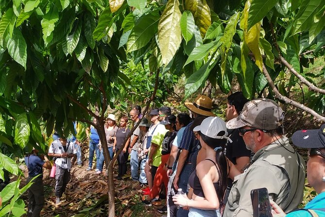 Cacao Walking Tour in Puerto Rico - Key highlights you can plan around