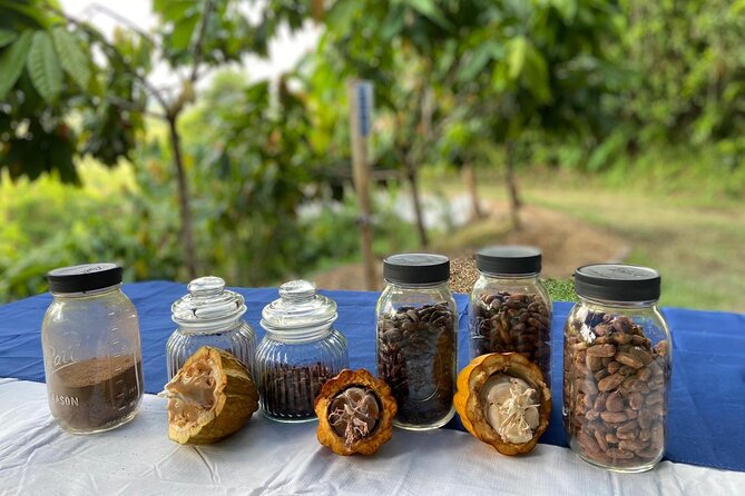 Cacao Walking Tour in Puerto Rico - Walking the Farm: Hillside Paths, Contour Farming, and Worm Tea