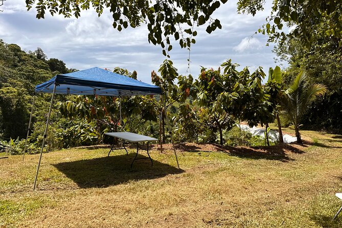 Cacao Walking Tour in Puerto Rico - Tasting Sessions You Can Actually Compare: Fruit, Hot Chocolate, and Dark Bars