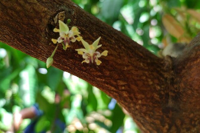 Cacao Walking Tour in Puerto Rico - What You Learn From the Guide, and How the Group Stays Manageable