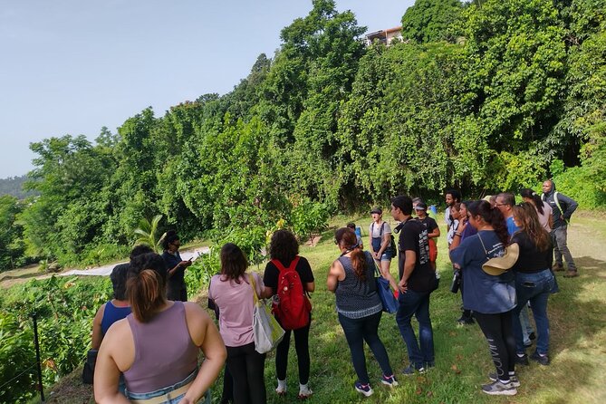 Cacao Walking Tour in Puerto Rico - Price and Value: Why $35 Is More Than a Chocolate Sample