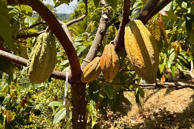 Cacao Walking Tour in Puerto Rico - Meeting at Finca La Providencia, and How the 2.5 Hours Unfold