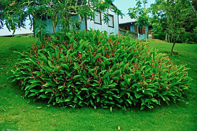 Caguas Cultural Day Trip from San Juan Including Botanical Garden and Lunch - Value for $90: who this price makes sense for