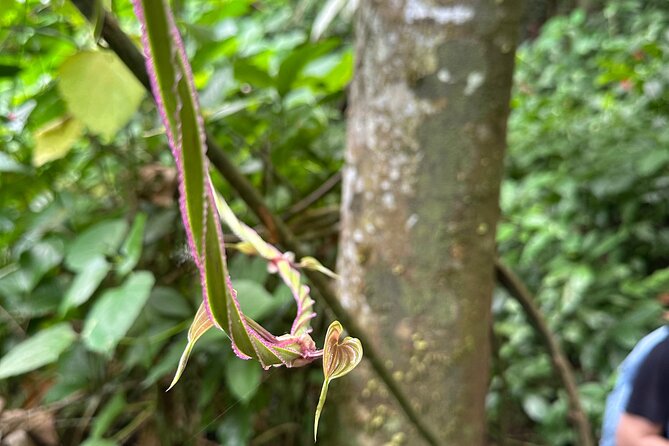 Chase Waterfalls - Discover a hidden 180ft rainforest gem - Reaching the Main 60m (180ft) Waterfall: Fruit, Photos, and Swimming Time