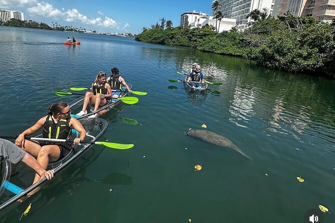 Clear Kayak Tour in Condado Lagoon - Glass-bottom kayaking: what you really see under your feet