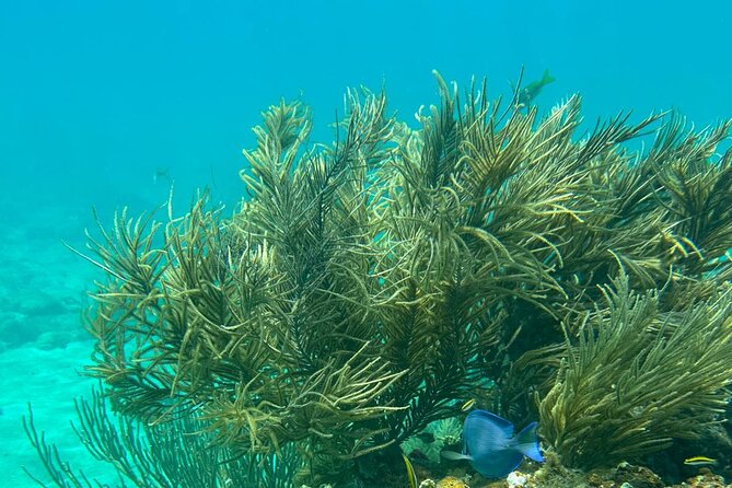 Coral Reef and Sea Turtle Snorkeling Experience - How the 3-Hour Plan Feels on the Water