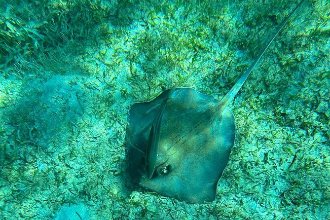 Coral Reef and Sea Turtle Snorkeling Experience - Snorkel Gear and Light Snack: Small Inclusions That Save You Time
