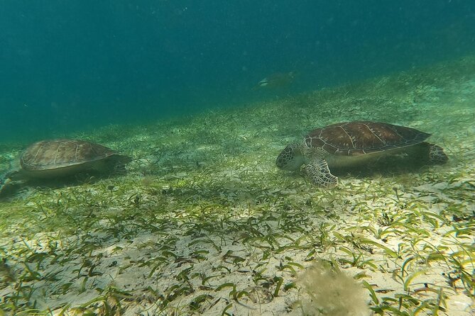 Coral Reef and Sea Turtle Snorkeling Experience - Price and Value: What $165 Is Buying You