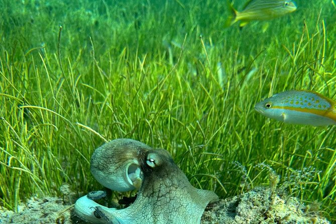 Coral Reef and Sea Turtle Snorkeling Experience - Who This Tour Fits Best (And Who Might Want Something Else)