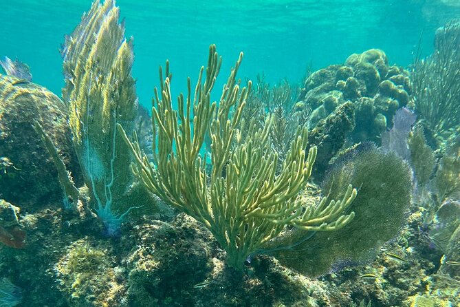 Coral Reef and Sea Turtle Snorkeling Experience - Tamarindo Beach Turtle Time: What You’re Actually Doing