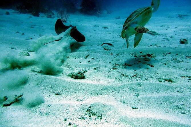 Culebra Snorkel and Beach Day with Lunch and Drinks - Price and logistics: what $161.67 covers, and what costs extra