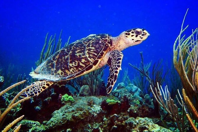 Culebra Snorkel and Beach Day with Lunch and Drinks - What to pack (and what to do) so you get the full day