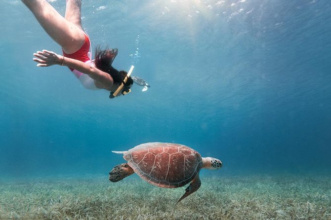 Culebra Snorkel and Turtle Adventure with Transport - Key Highlights You Should Know