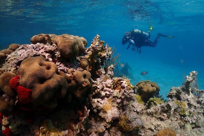 Culebra Snorkeling and beach Day Experience by boat - The First Reef Stop: Guided Snorkeling and Real Sea Life