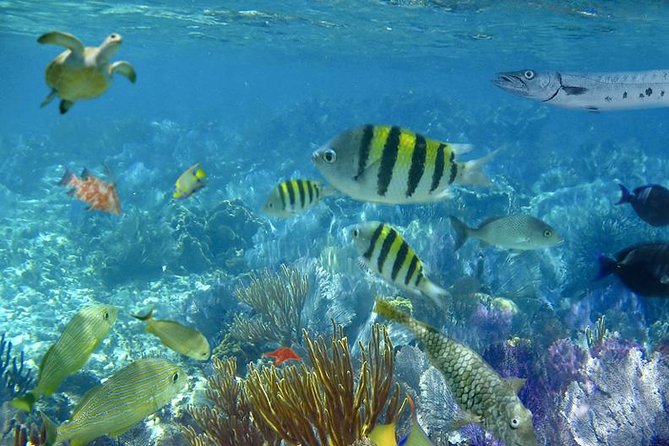 Culebra Snorkeling Tour by Catamaran from Fajardo - Price and Value: What $180 Buys You, and What It Doesn’t