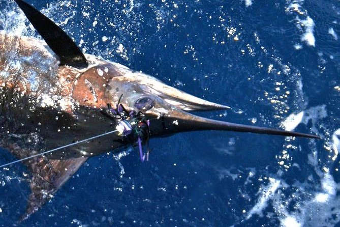 Deep Sea Fishing Private Boat Charter in San Juan - Species you can target, and how seasons change your odds
