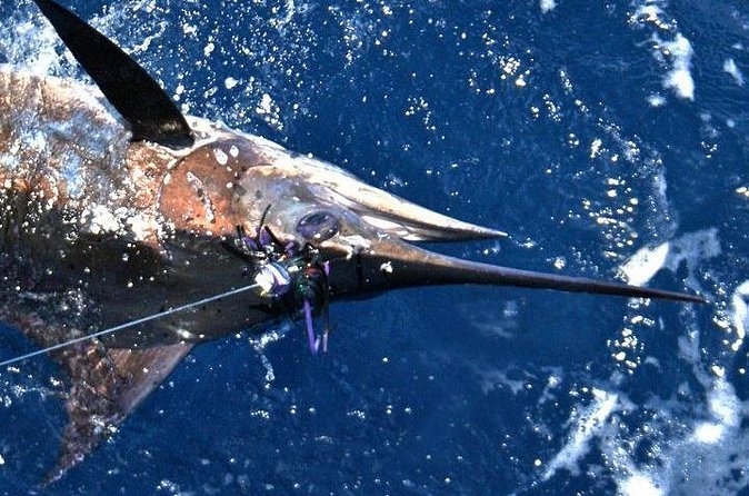 Deep Sea Fishing Private Boat Charter in San Juan - How to plan your day so you actually enjoy it