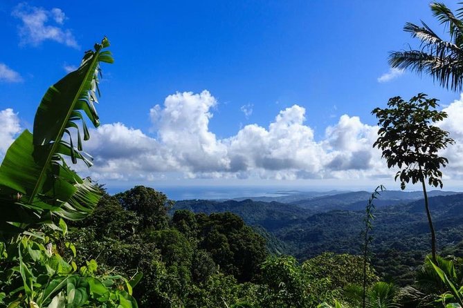 Discover El Yunque National Park: Half-Day Rainforest Tour - Key highlights you will actually use