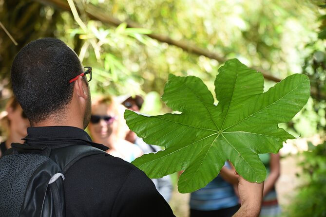 Discover El Yunque National Park: Half-Day Rainforest Tour - Timing, group size, and what the day really feels like