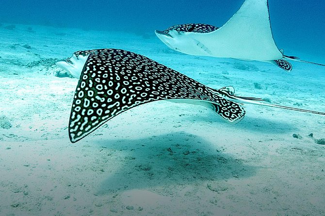 Discover Fajardo: 2-Tank Scuba Diving - Cordillero Reef System: what you might see underwater