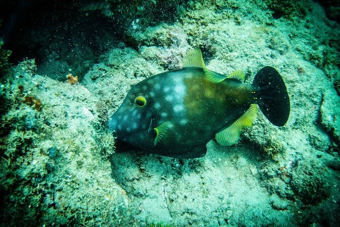 Discover Scuba Diving - Should You Book Discover Scuba in Rincón? My Quick Decision Guide